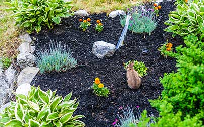 Compost around vegetation