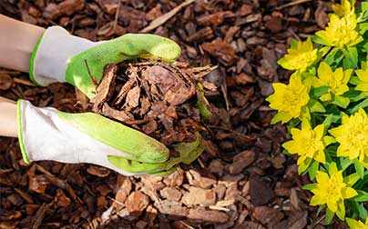 Woman placing mulch