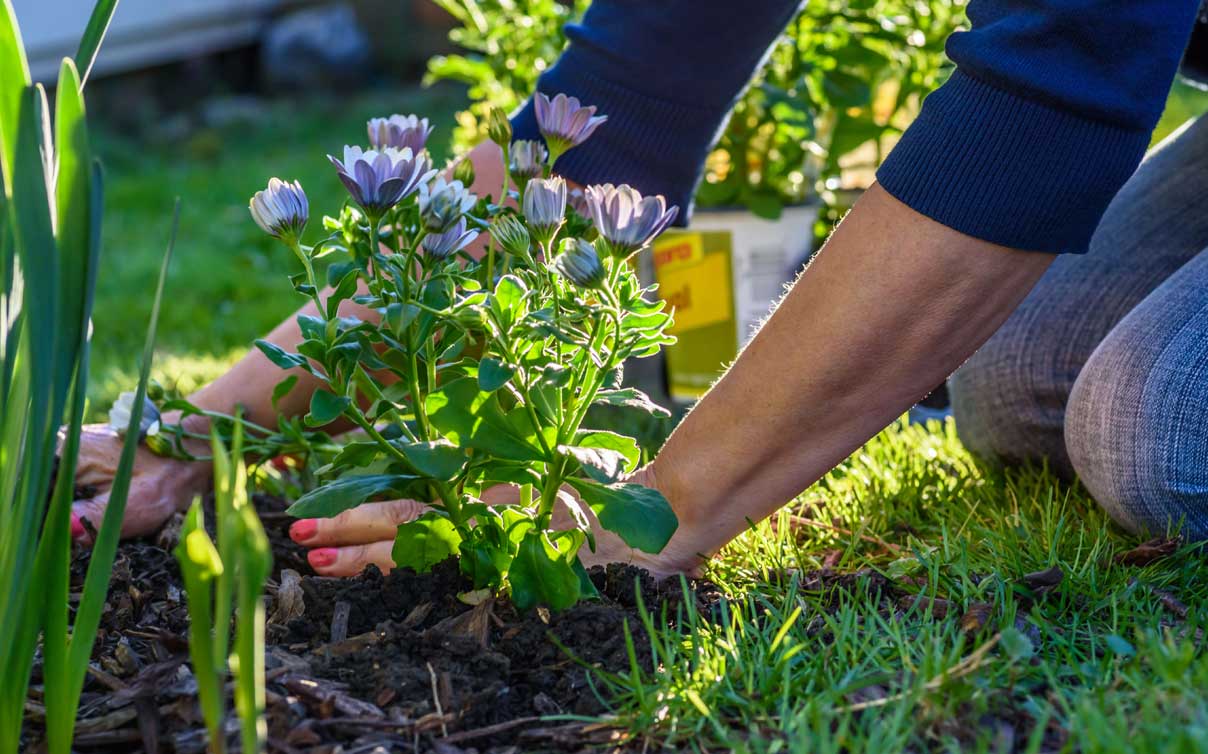 Woman planting flowers